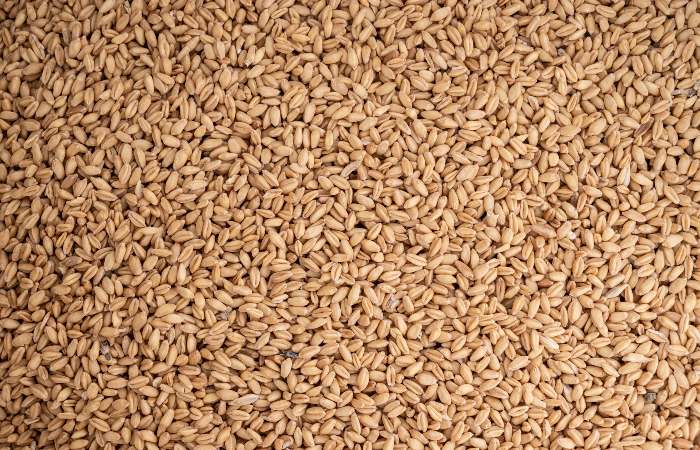 Экспортную пошлину на пшеницу из РФ с 14 декабря повысили на 12%